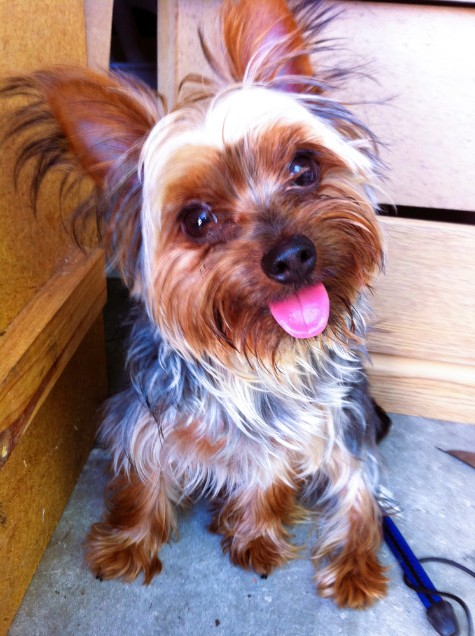 Spyger, a Yorkshire Terrier, sitting on the floor with his tongue out